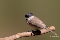 Glanskop-31_Marsh-Tit_Poecile-palustris_P5A3174