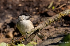 Glanskop-32_Marsh-Tit_Poecile-palustris_P5A3192