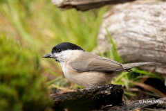 Glanskop-33_Marsh-Tit_Poecile-palustris_P5A4443