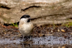 Glanskop-34_Marsh-Tit_Poecile-palustris_P5A4456