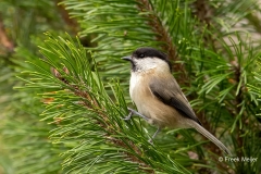 Glanskop-35_Marsh-Tit_Poecile-palustris_P5A4581