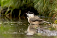 Glanskop-36_Marsh-Tit_Poecile-palustris_P5A4594