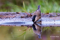 Glanskop-38_Marsh-Tit_Poecile-palustris_P5A4100