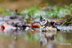 Kuifmees-25_European-Crested-Tit_Lophophanes-cristatus_E8A2793