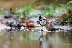 Kuifmees-26_European-Crested-Tit_Lophophanes-cristatus_E8A2791