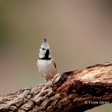 Kuifmees-27_European-Crested-Tit_Lophophanes-cristatus_E8A3324