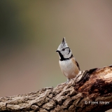 Kuifmees-28_European-Crested-Tit_Lophophanes-cristatus_E8A3326