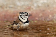 Kuifmees-29_European-Crested-Tit_Lophophanes-cristatus_E8A6389