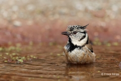 Kuifmees-30_European-Crested-Tit_Lophophanes-cristatus_E8A6393