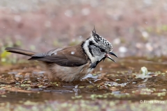 Kuifmees-31_European-Crested-Tit_Lophophanes-cristatus_E8A6602