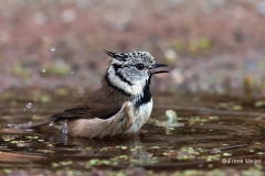 Kuifmees-32_European-Crested-Tit_Lophophanes-cristatus_E8A6609