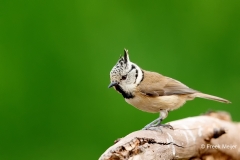 Kuifmees-33_European-Crested-Tit_Lophophanes-cristatus_E8A8989