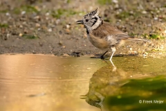 Kuifmees-35_European-Crested-Tit_Lophophanes-cristatus_P5A1505