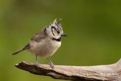 Kuifmees-36_European-Crested-Tit_Lophophanes-cristatus_P5A2576