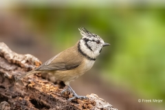 Kuifmees-37_European-Crested-Tit_Lophophanes-cristatus_P5A3726