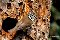 Kuifmees-38_European-Crested-Tit_Lophophanes-cristatus_P5A0592