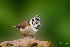 Kuifmees-39_European-Crested-Tit_Lophophanes-cristatus_P5A0855