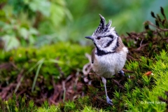 Kuifmees-40_European-Crested-Tit_Lophophanes-cristatus_P5A0873