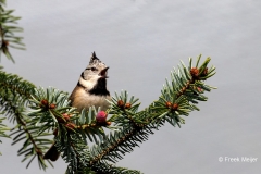 Kuifmees-41_European-Crested-Tit_Lophophanes-cristatus_P5A1353