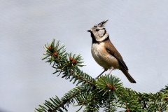 Kuifmees-42_European-Crested-Tit_Lophophanes-cristatus_P5A1358