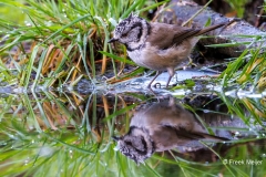 Kuifmees-43_European-Crested-Tit_Lophophanes-cristatus_P5A4101