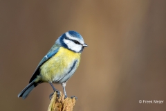 Pimpelmees-25_Eurasian-Blue-Tit_Cyanistes-caeruleus_11I5361