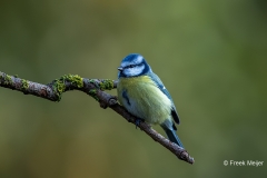 Pimpelmees-26_Eurasian-Blue-Tit_Cyanistes-caeruleus_11I8010