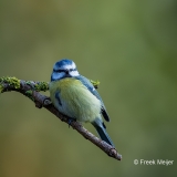 Pimpelmees-27_Eurasian-Blue-Tit_Cyanistes-caeruleus_11I8015