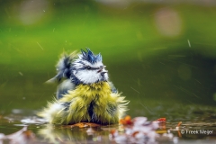 Pimpelmees-28_Eurasian-Blue-Tit_Cyanistes-caeruleus_Z4T3979