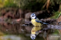 Pimpelmees-29_Eurasian-Blue-Tit_Cyanistes-caeruleus_E8A2916