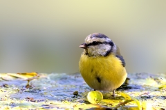 Pimpelmees-30_Eurasian-Blue-Tit_Cyanistes-caeruleus_P5A3180