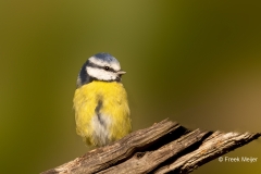 Pimpelmees-31_Eurasian-Blue-Tit_Cyanistes-caeruleus_P5A4936