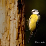 Pimpelmees-32_Eurasian-Blue-Tit_Cyanistes-caeruleus_P5A4949