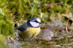 Pimpelmees-33_Eurasian-Blue-Tit_Cyanistes-caeruleus_P5A5520