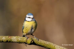 Pimpelmees-34_Eurasian-Blue-Tit_Cyanistes-caeruleus_P5A8997