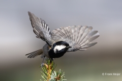 Sparrenmees-02_black-breasted-tit_Periparus-rufonuchalis_P5A3584