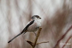 Staartmees-05_Long-tailed-Tit_Aegithalos-caudatus_Z4T7927