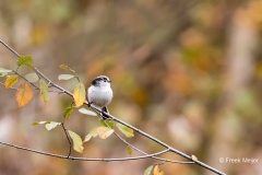 Staartmees-10_Long-tailed-Tit_Aegithalos-caudatus_11I4290