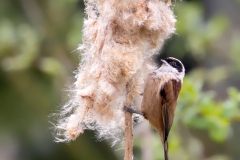 Buidelmees-13_Eurasian-Penduline-Tit_Remiz-pendulinus_9E8A0948