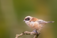 Buidelmees-19_Eurasian-Penduline-Tit_Remiz-pendulinus_P5A3778