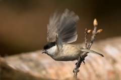 Glanskop-05_Marsh-Tit_Poecile-palustris_BZ4T7065