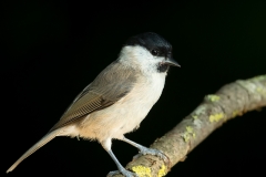 Glanskop-09_Marsh-Tit_Poecile-palustris_BZ4T0083