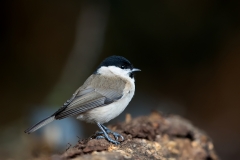 Glanskop-11_Marsh-Tit_Poecile-palustris_11I4320