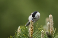 Glanskop-16_Marsh-Tit_Poecile-palustris_11I3401