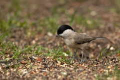 Glanskop-20_Marsh-Tit_Poecile-palustris_11I5483