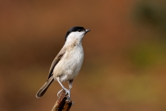 Glanskop-37_Marsh-Tit_Poecile-palustris_P5A9700