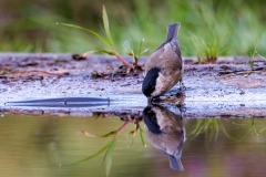 Glanskop-38_Marsh-Tit_Poecile-palustris_P5A4100