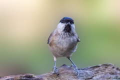 Glanskop-39_Marsh-Tit_Poecile-palustris_P5A4107