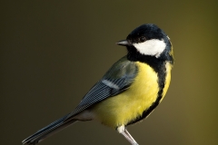 Koolmees-04_Great-Tit_Parus-major_BZ4T6967