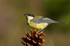 Koolmees-11_Great-Tit_Parus-major_MG_2467